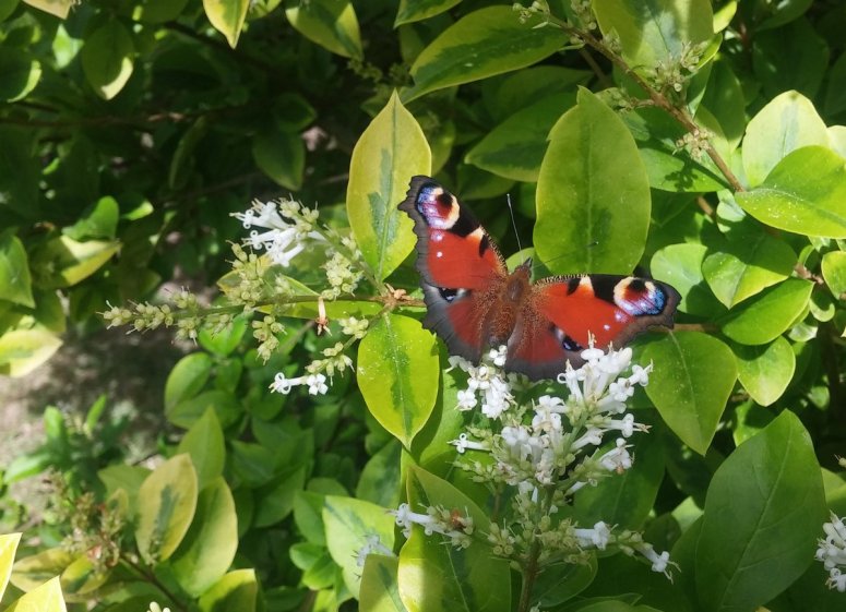 papillon_chairnature